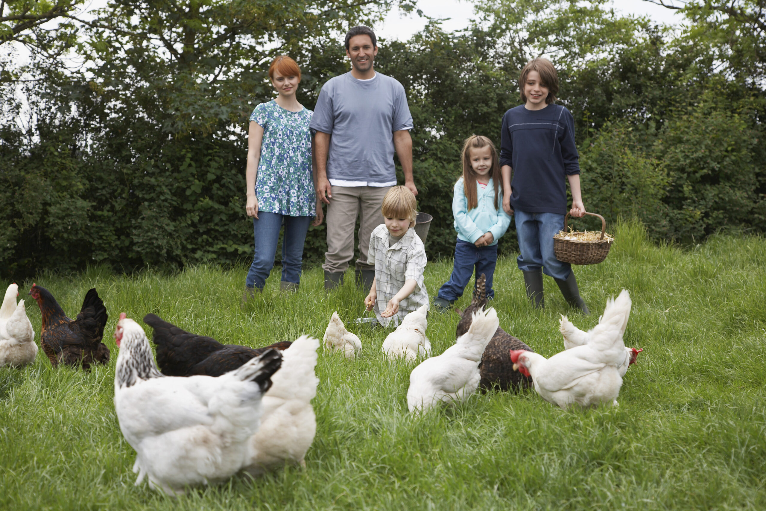 Read more about the article Hens at Home – Part 1