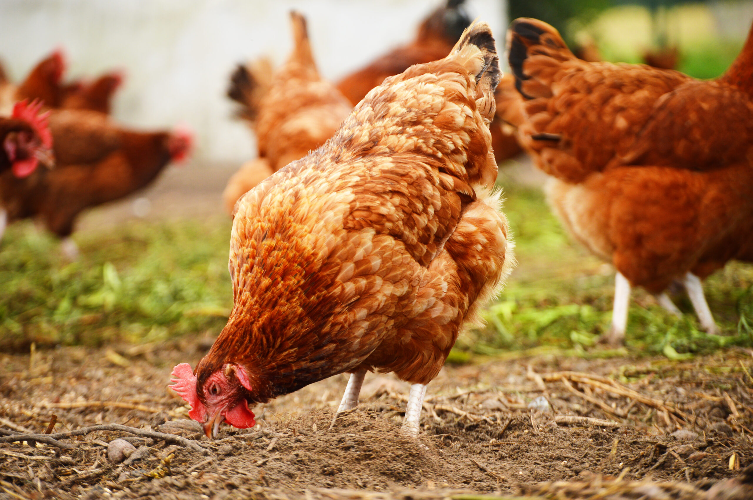 Read more about the article Hens at Home – Part 2