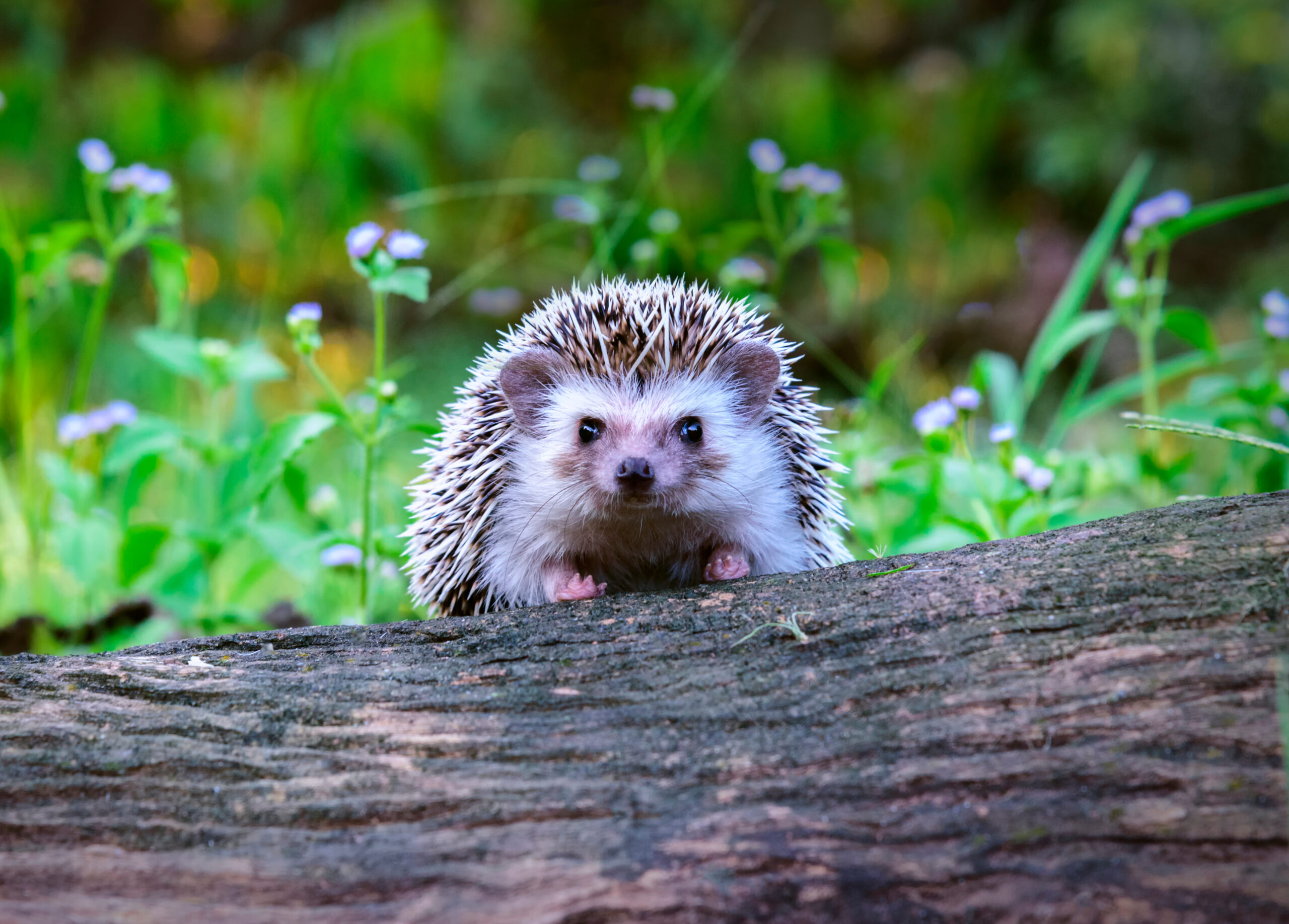 Read more about the article Watch Out For Those Hedgehogs!