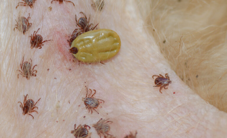 Read more about the article Lets Talk About Ticks!