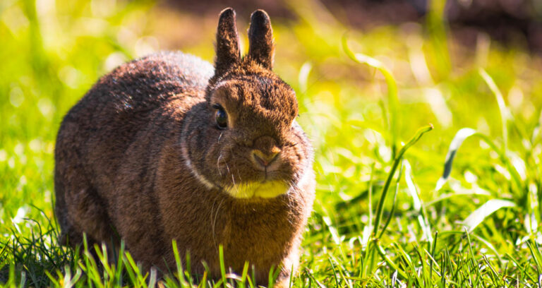 Read more about the article Keeping Your Pet Cool in Summer 