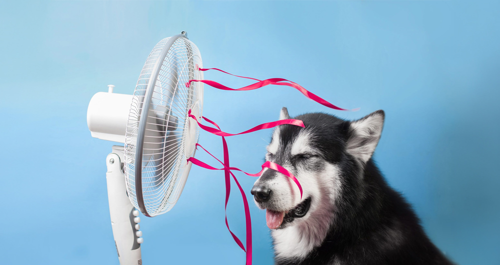 Read more about the article Caring For Your Pet in Summer