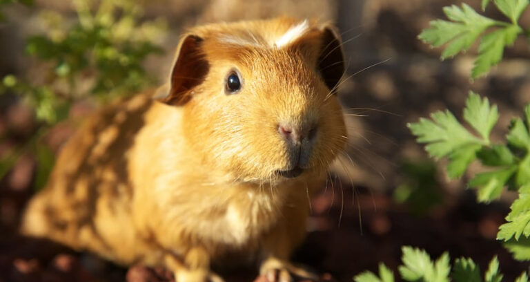 Read more about the article Caring for small pets in summer