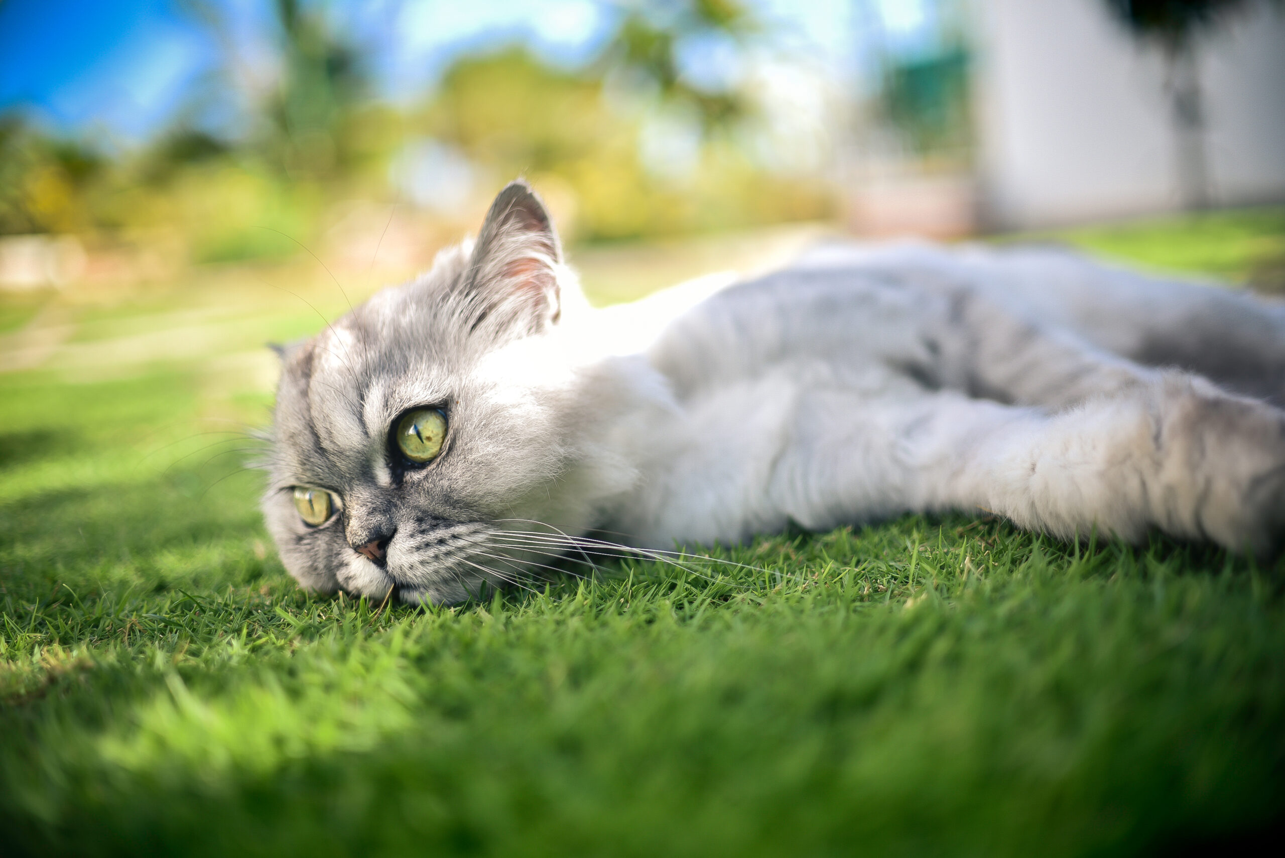 Read more about the article Cats To Be Microchipped By Law In June 2024