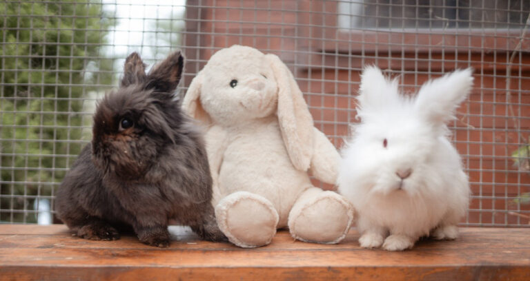 Read more about the article Johnson’s 100 Year Birthday Charity Spotlight: Meet Fat Fluffs