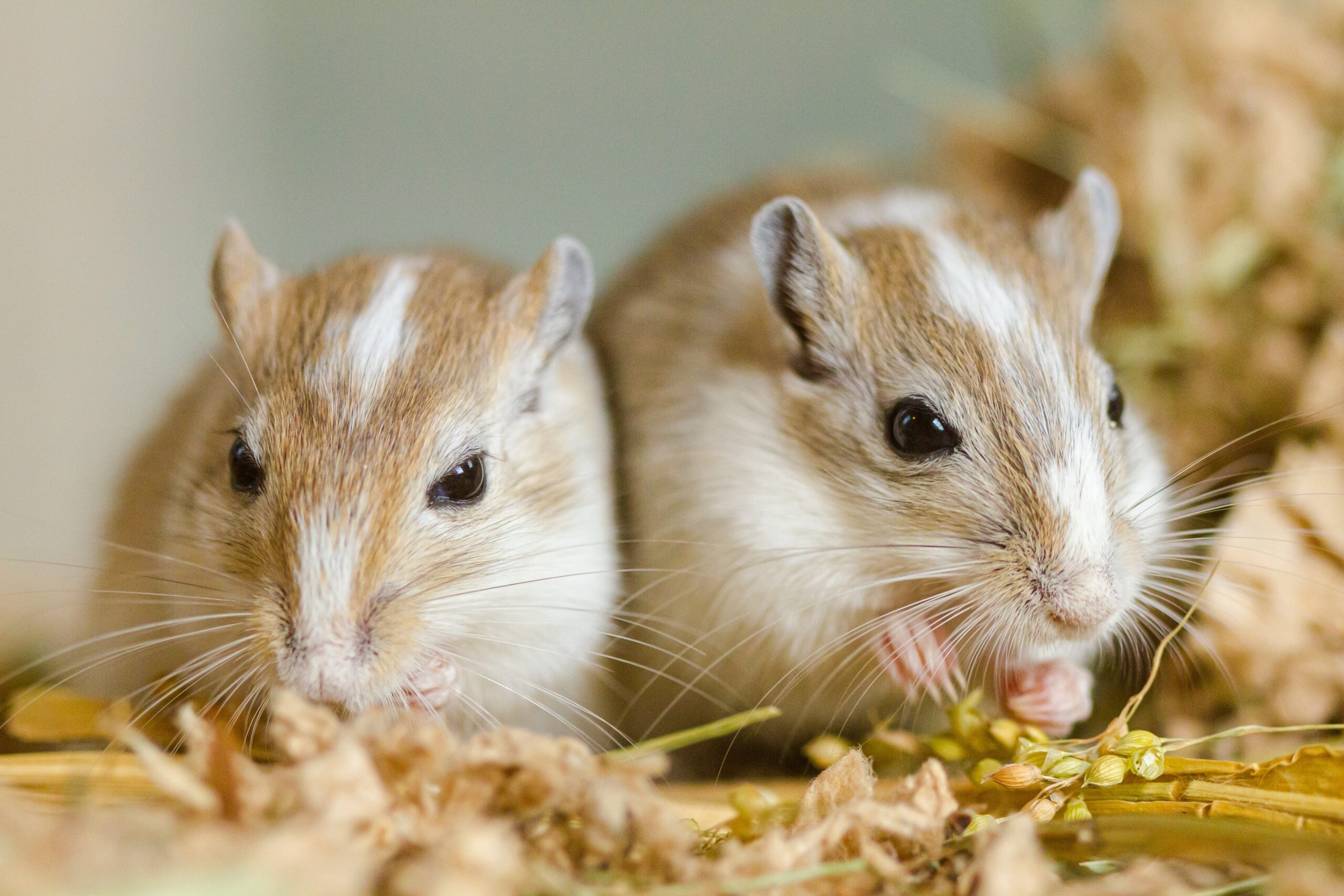 Do Gerbils Need Hay?: The Ultimate Guide