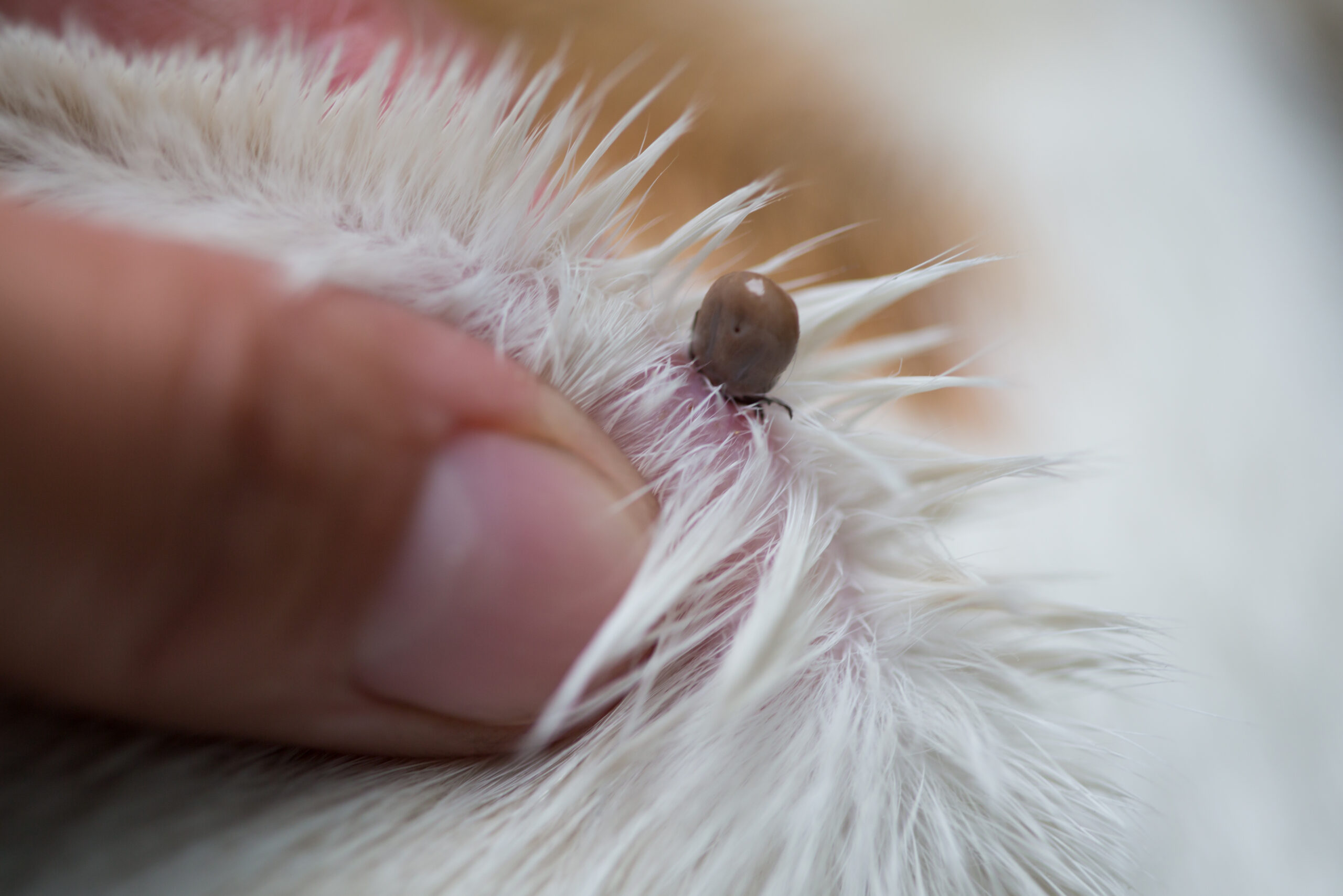 Tick attached to store dog