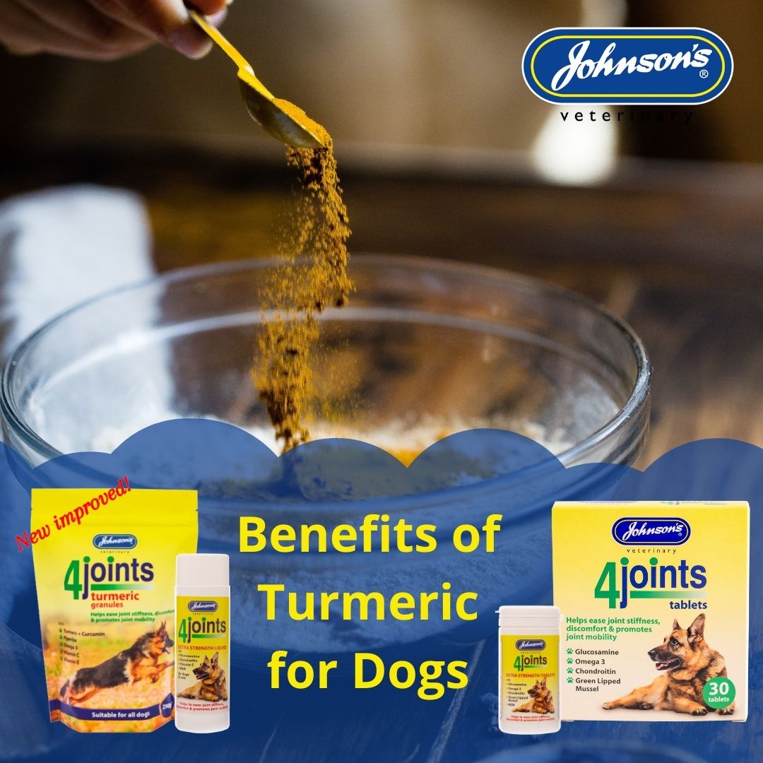 Curcumin hotsell for dogs