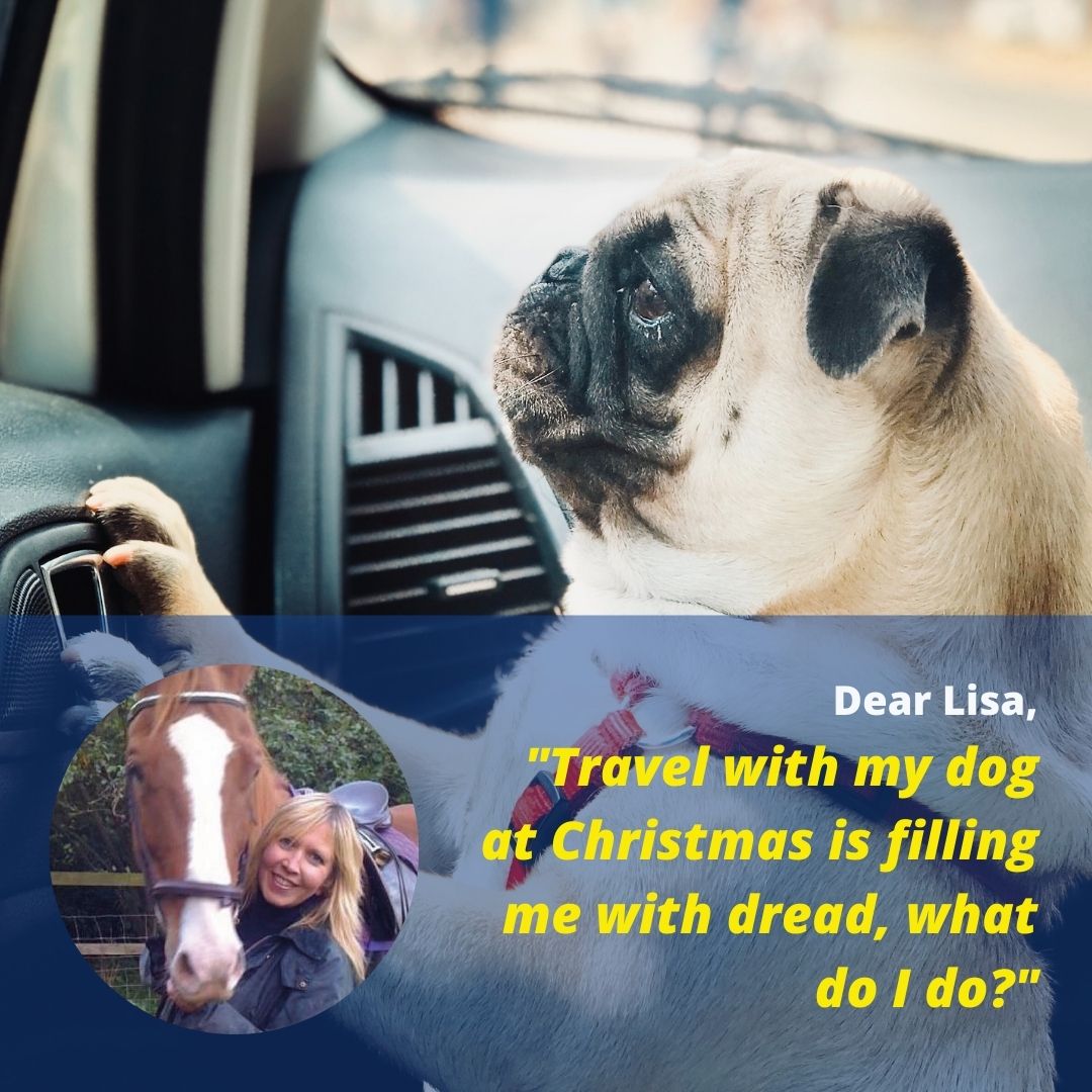 Read more about the article Dear Lisa: Travel With My Dog This Christmas is Filling Me With Dread