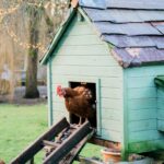 Read more about the article Our Top Tips for Looking After Hens in Winter 