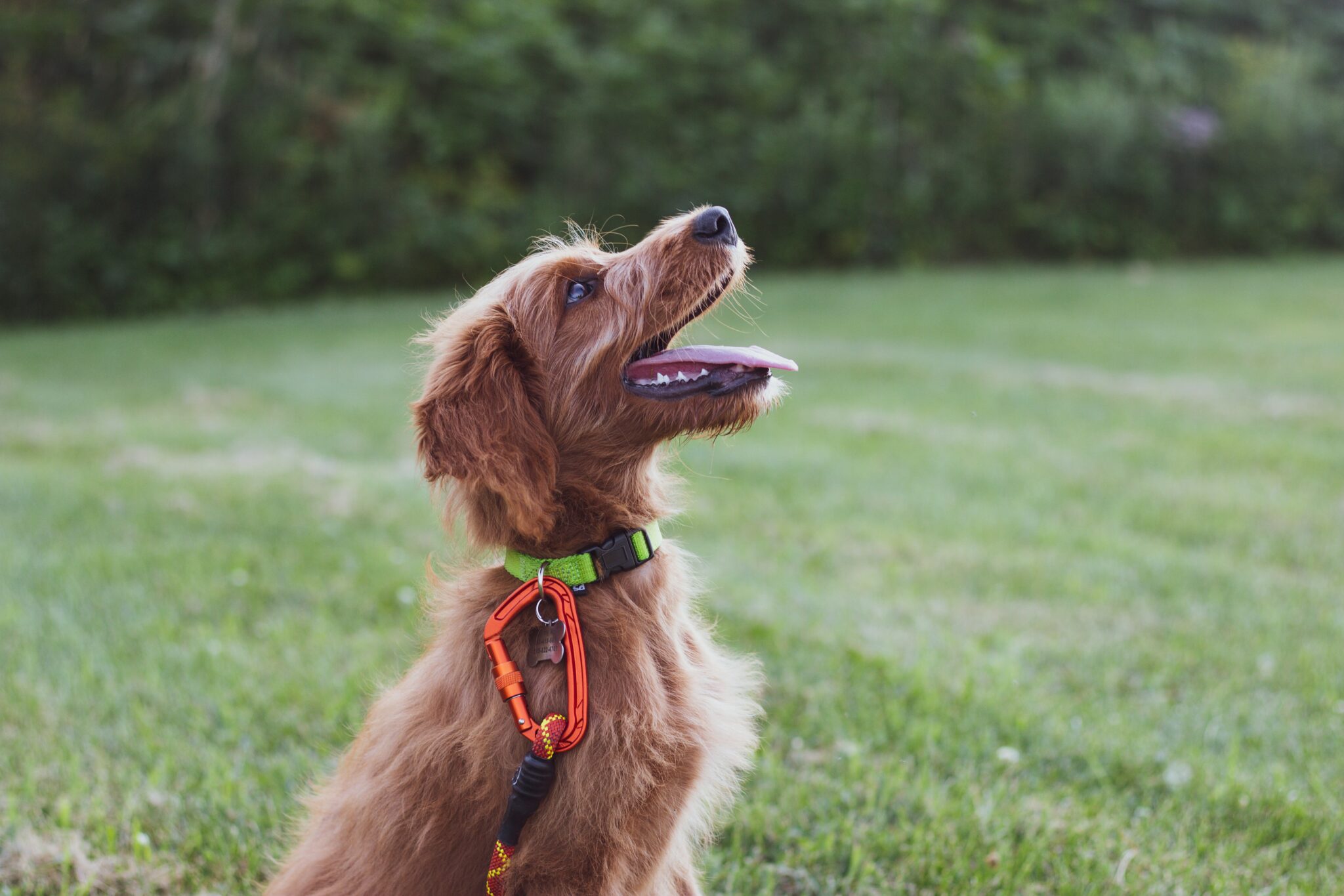 Pheromone collar for outlet puppies