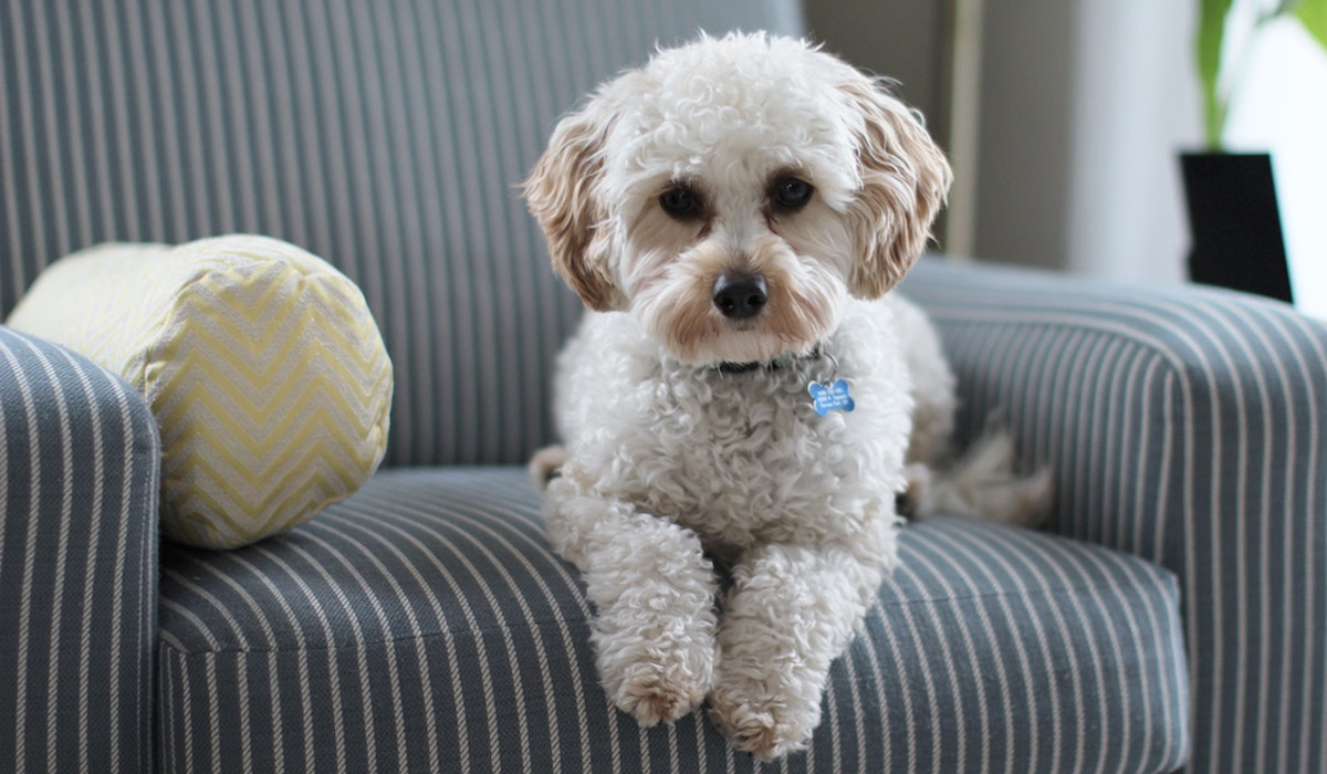 Read more about the article Is This The End of Pet Bans in Rented Property? New Bill Proposes to Transform Pet Owners’ Rights.