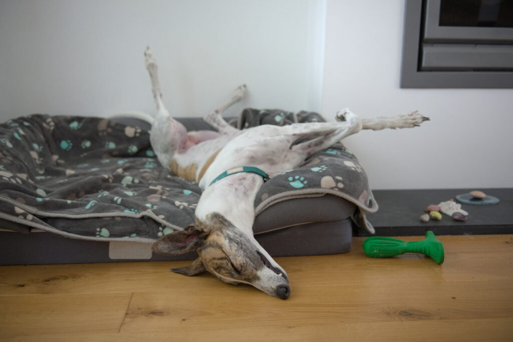 National Greyhound Day - Funny Greyhound 'Roaching'