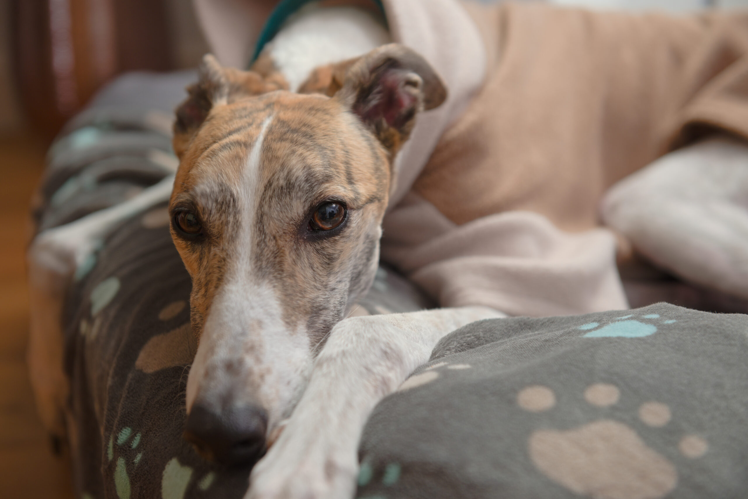 Read more about the article Celebrating National Greyhound Day 2023: Appreciating Greyhounds in the UK