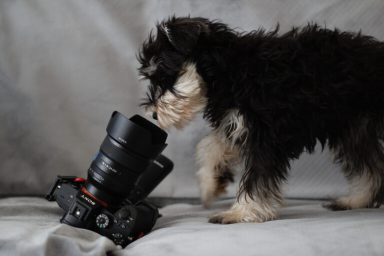 Read more about the article How We Choose to Celebrate National Dog Photography Day