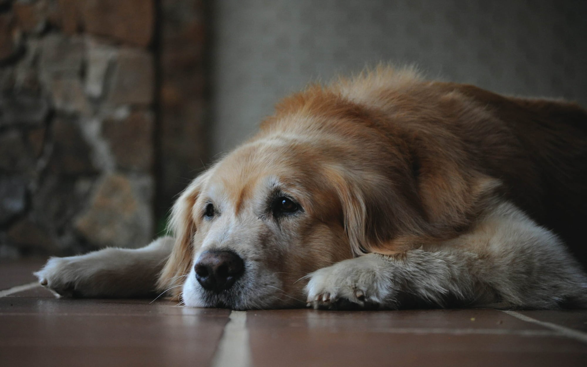 Read more about the article World Arthritis Day: Pre-empting the Pitfalls of Old Age in Pets