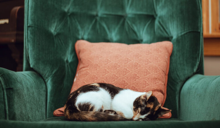 Read more about the article Caring for Your Aging Pet During National Senior Pet Month