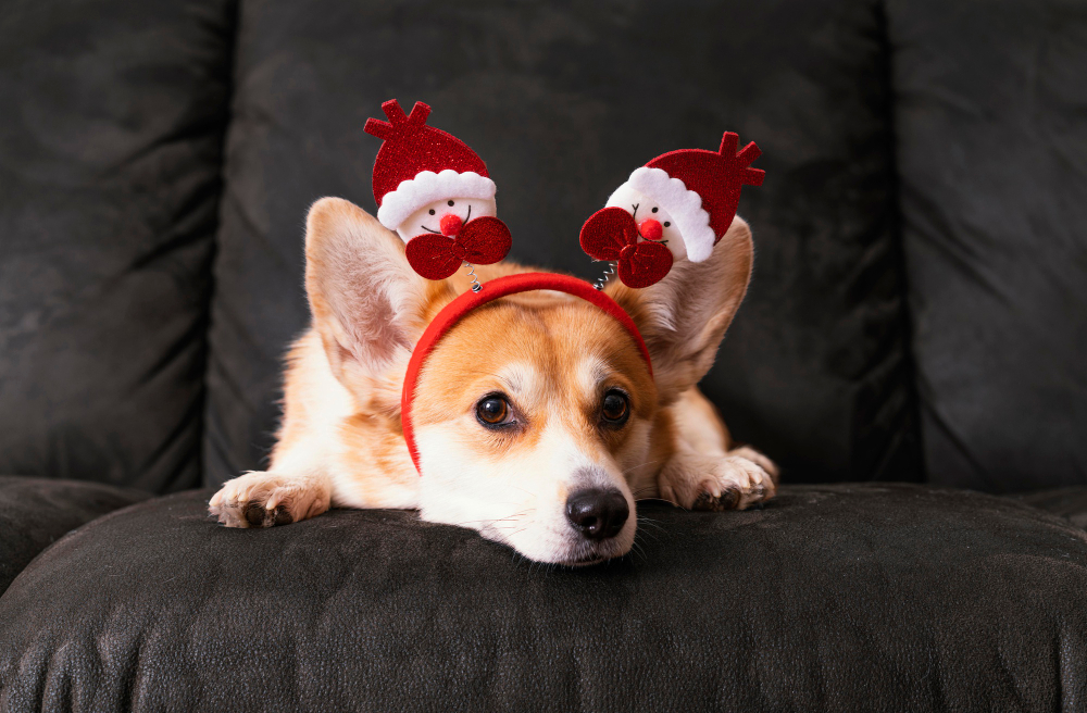 You are currently viewing Have Yourself a Pet-Friendly Christmas 