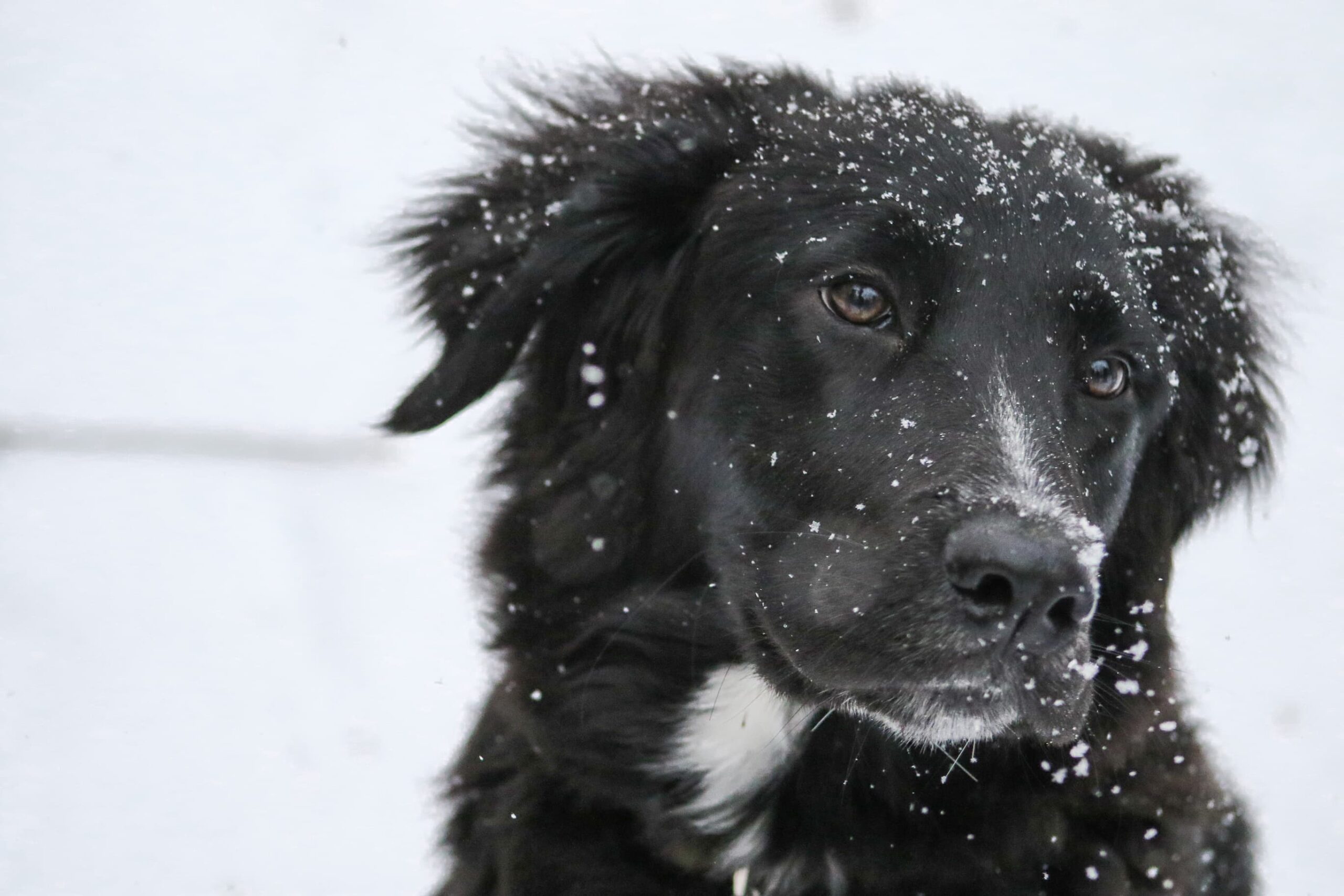 Read more about the article Bitingly Cold? How Fleas Can Thrive Inside During the Winter