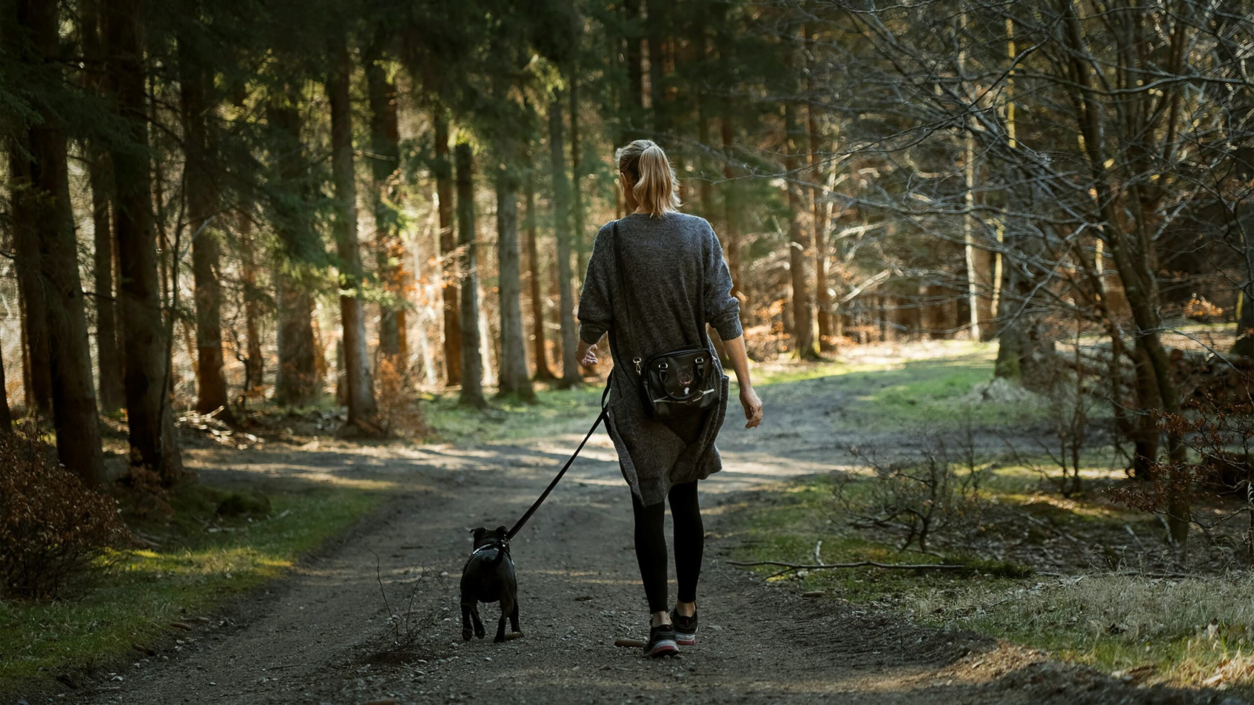 Read more about the article The Importance Of Dog Walking, From The UK’s Pet Experts 