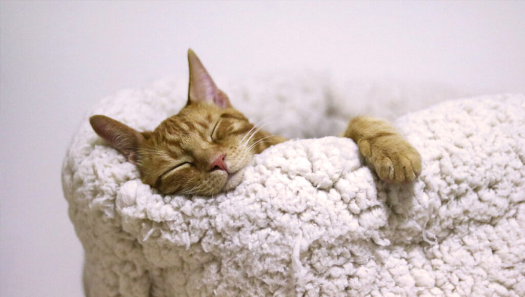 9 Questions To Ask Yourself Before Getting A Cat | Johnsons Veterinary ...