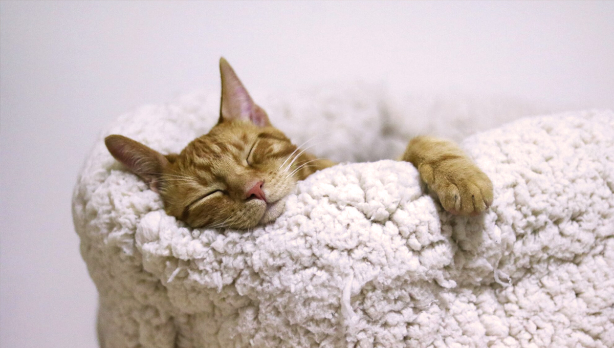 You are currently viewing 9 Questions to Ask Yourself Before Getting a Cat