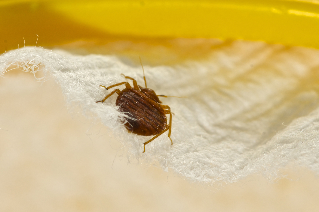 Read more about the article Hotels & Bedbugs