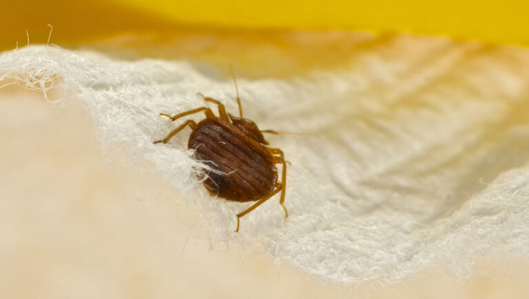 Read more about the article Hotels & Bedbugs