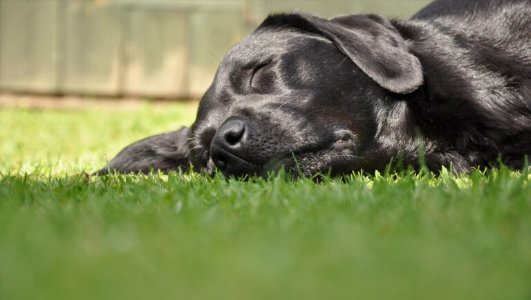 Read more about the article Dogs & Heatstroke