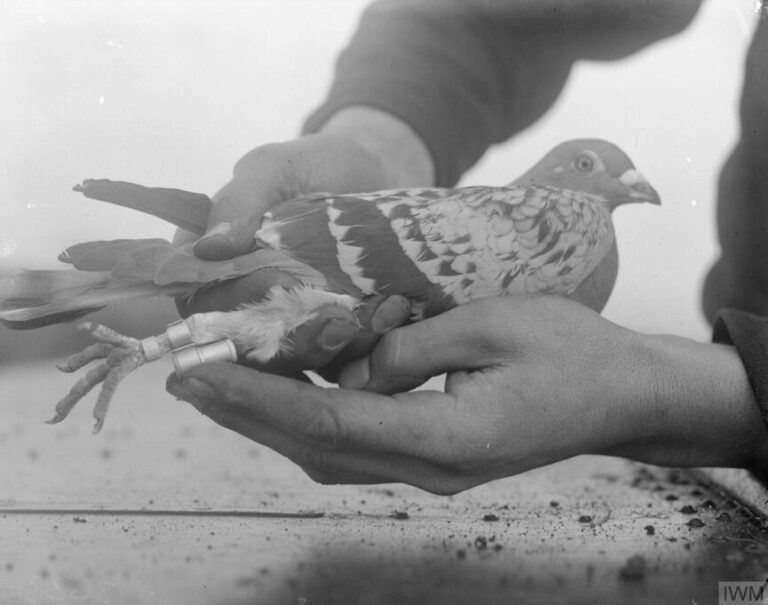 Read more about the article Celebrating the Pigeons of War this Remembrance Day