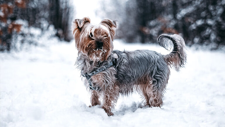 Read more about the article Essential Guide: Caring for your pet dog in Winter 