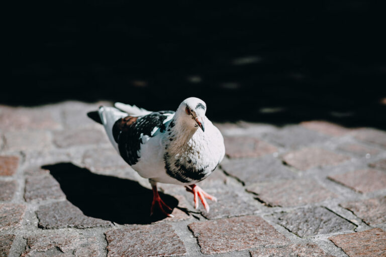 Read more about the article Tips for Caring for Fancy Pigeons from Original Pigeon & Poultry Specialists