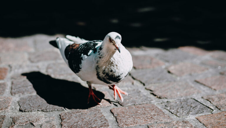 Read more about the article Tips for Caring for Fancy Pigeons from Original Pigeon & Poultry Specialists