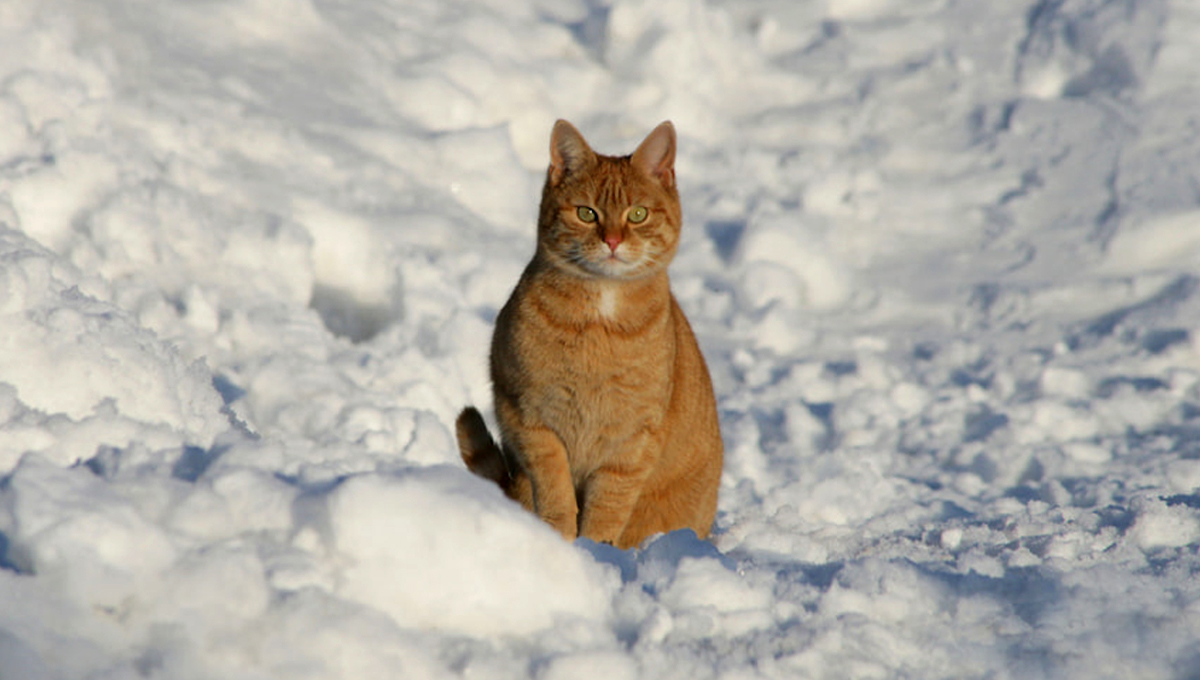 Read more about the article Caring for your cat during the cold winter months 