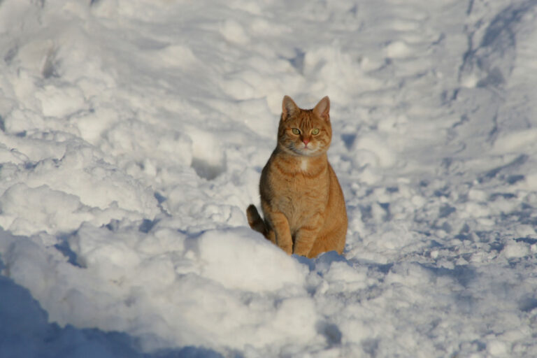 Read more about the article Caring for your cat during the cold winter months 