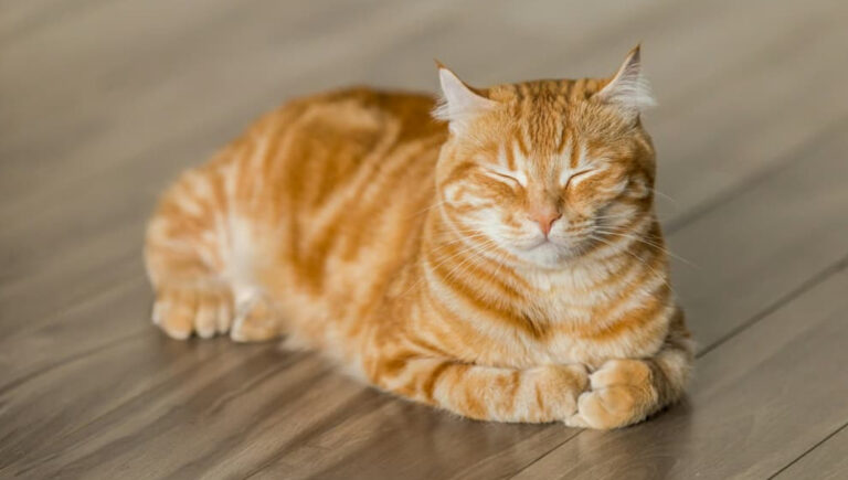 Read more about the article Even indoor cats can get fleas!