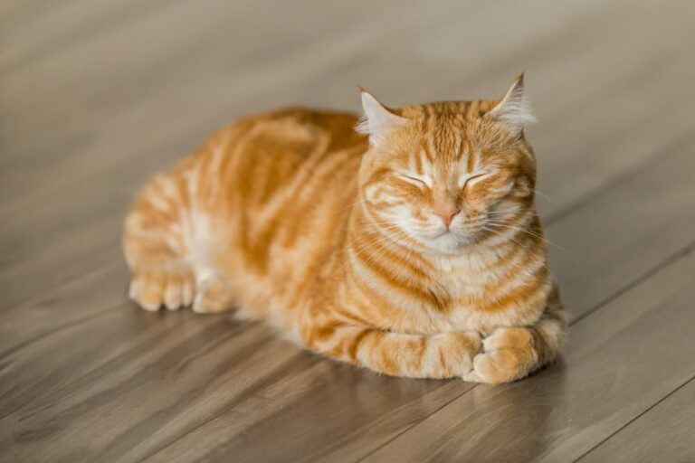 Read more about the article Even indoor cats can get fleas!