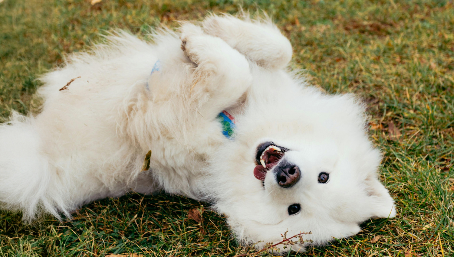 Read more about the article Why do dogs roll in fox poo?
