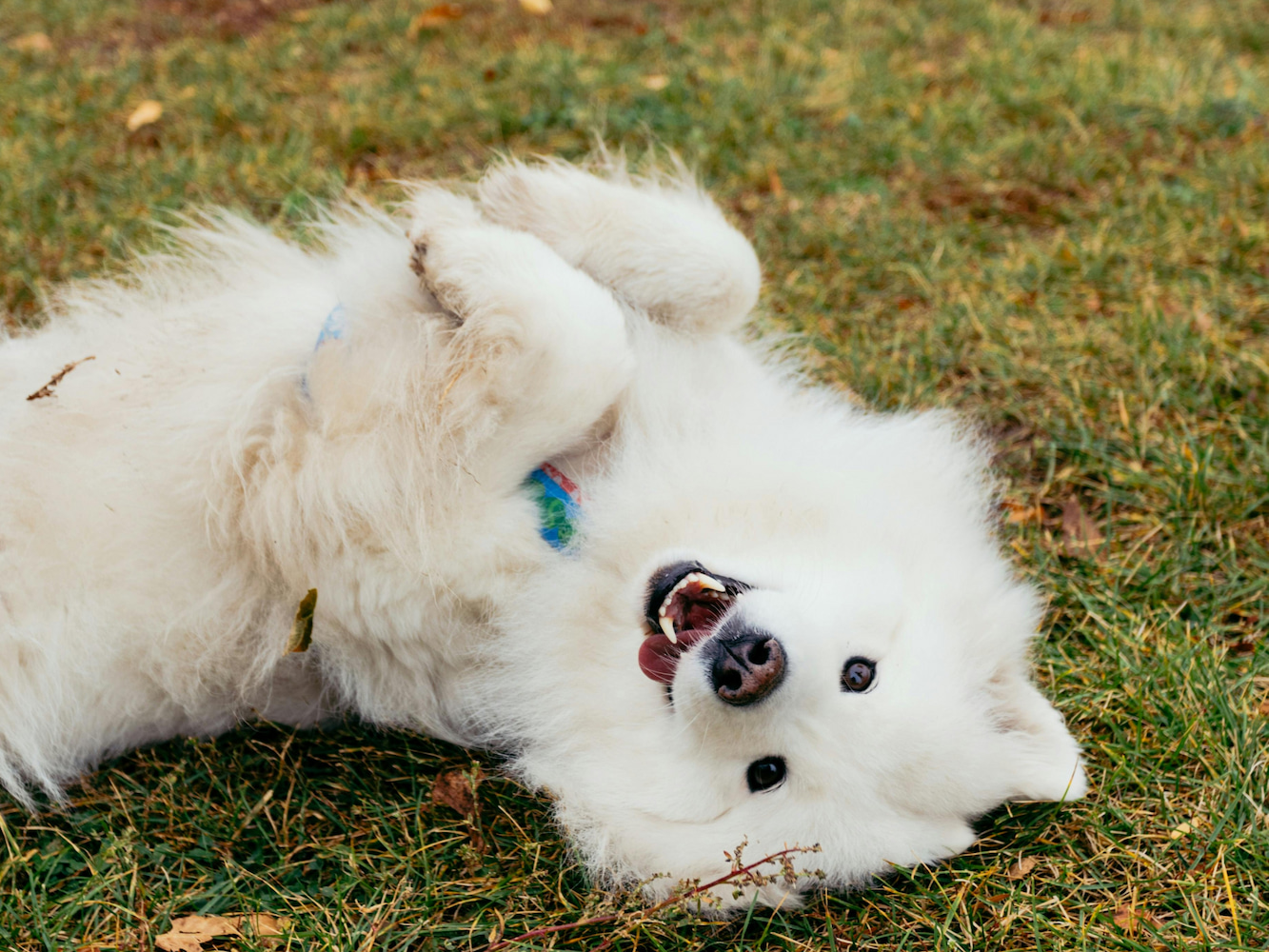 Read more about the article Why do dogs roll in fox poo?