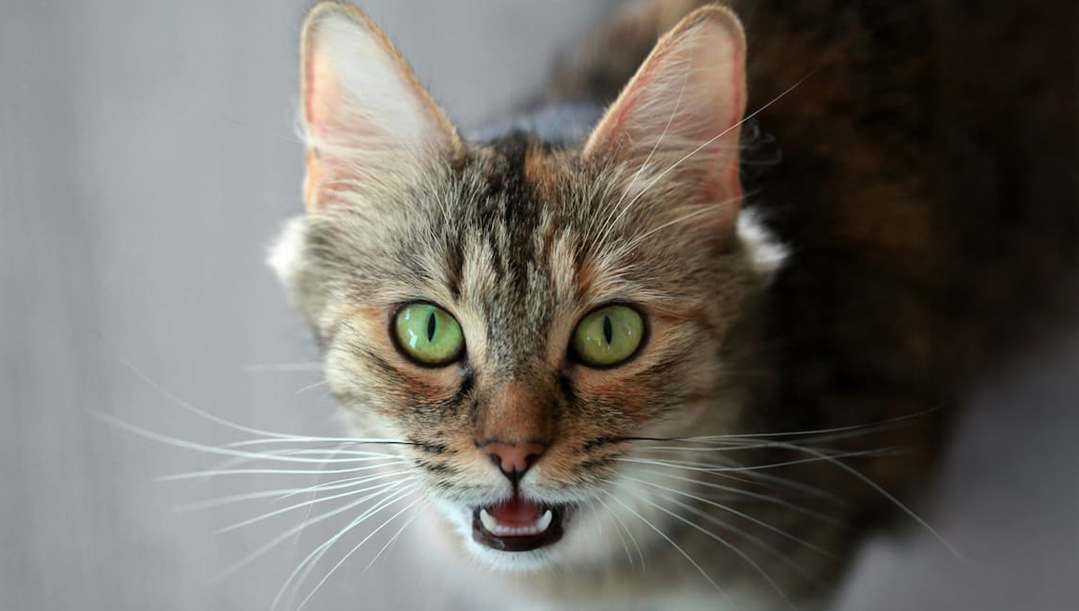 You are currently viewing 5 Cat Myths Debunked for International Cat Day