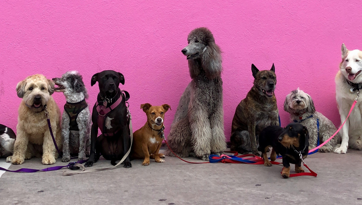 You are currently viewing Paws what you’re doing – it’s National Dog Day 