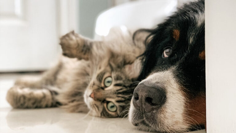 Read more about the article The flea lifecycle explained: why one treatment isn’t enough 