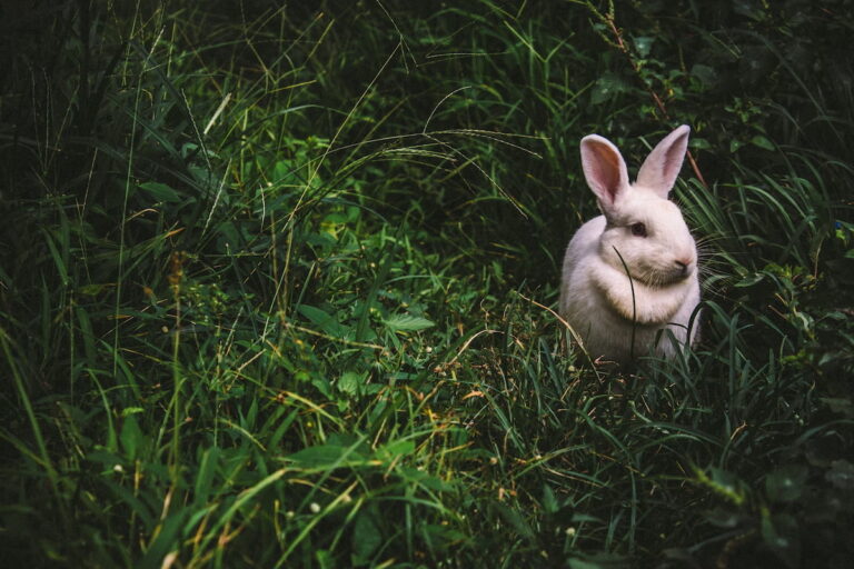 Read more about the article The Mystical Symbolism of Rabbits