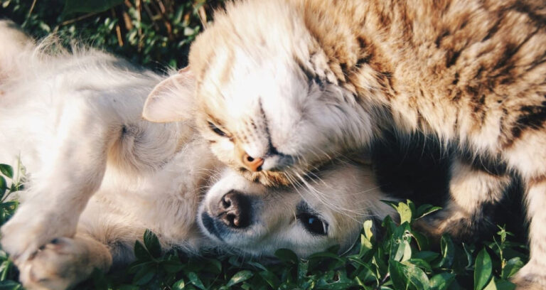 Read more about the article Understanding the Role of SQPs in Pet Shops 