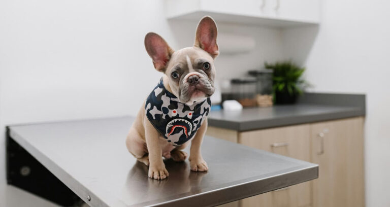 Read more about the article CMA publishes provisional findings on UK veterinary services market