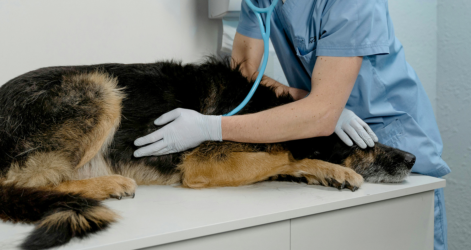 Read more about the article Study finds parasite prevention could prevent over five million pet infections each year in the UK 