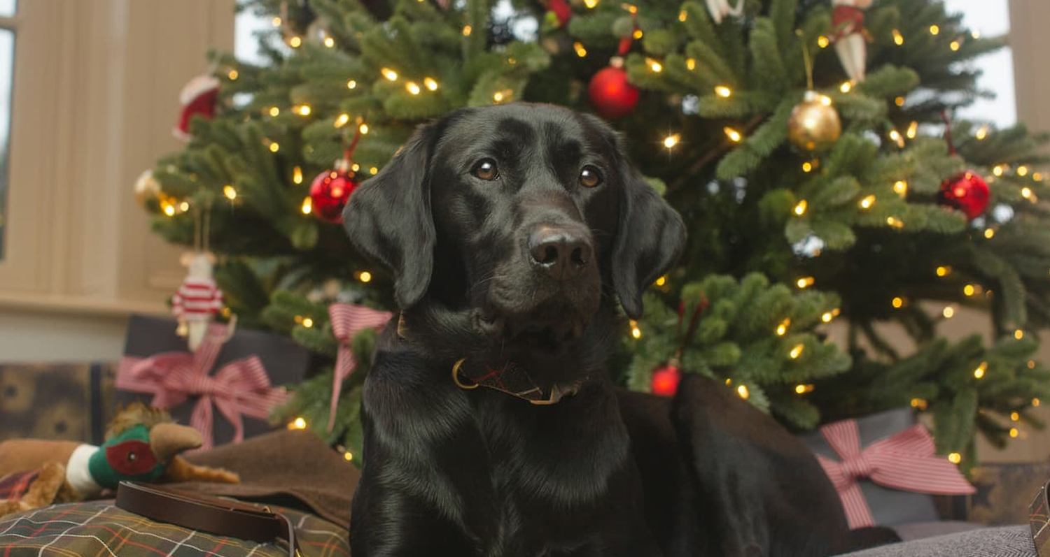 Read more about the article Our Christmas & New Year opening hours