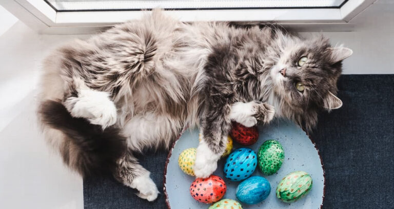 Read more about the article How to enjoy a fun and safe Easter with your pets