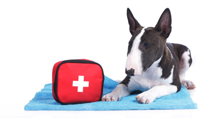 Read more about the article Refresh your spring and summer pet first aid kit this National Pet Month