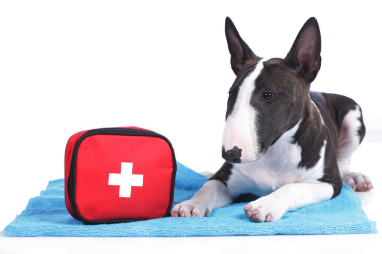 Read more about the article Refresh your spring and summer pet first aid kit this National Pet Month